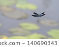 A scene of a damselfly flying by the water's edge. 140690343