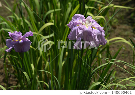 Three evenings feeling - Iris Three evenings feeling - Iris 140690401