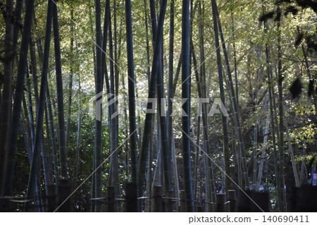 竹林,竹筍每年發芽並迅速蔓延。 竹林,竹筍每年發芽並迅速蔓延。 140690411