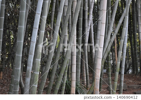 Bamboo groves where bamboo shoots sprout every year and spread rapidly. Bamboo groves where bamboo shoots sprout every year and spread rapidly. 140690412