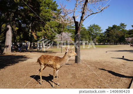 公園裡的鹿 公園裡的鹿 140690420