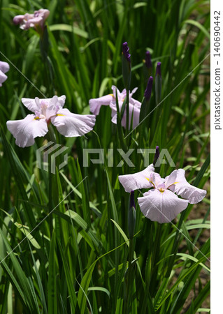 Iris Iris 140690442