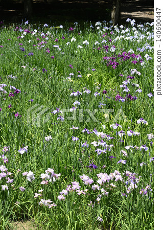 Iris Iris 140690447