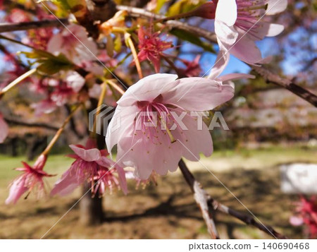 Sakura pink flowers 140690468