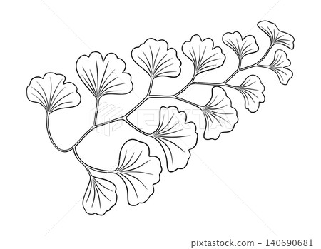 Maidenhair fern leaf vector botanical illustration in outline style. Hand drawn black and white floral element of prehistoric plant. Perfect for the use of ecological material and sustainable designs. 140690681