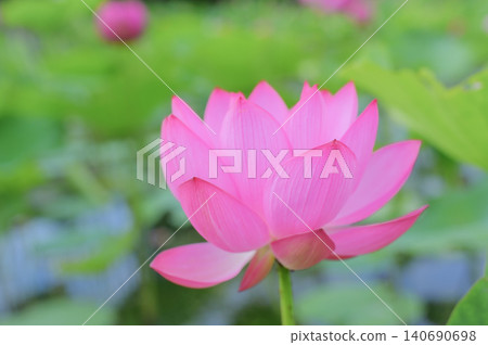 Lotus flowers blooming in a pond against a green bokeh background. Lotus flowers blooming in a pond against a green bokeh background. 140690698