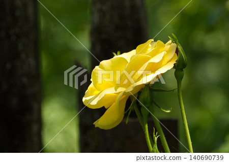 Yellow Rose Blooming in Sunlight With Buds and Soft Green Garden Background 140690739