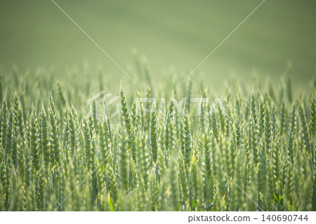 Green Wheat Field Close Up Showing Young Grain Heads Agricultural Crop and Spring Growth in Sunshine Green Wheat Field Close Up Showing Young Grain Heads Agricultural Crop and Spring Growth in Sunshine 140690744