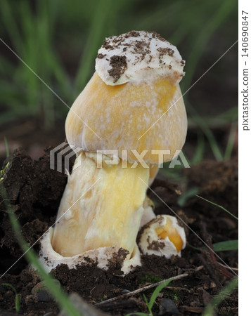 Young Amanita caesarea mushrooms that have just sprouted. Young Amanita caesarea mushrooms that have just sprouted. 140690847