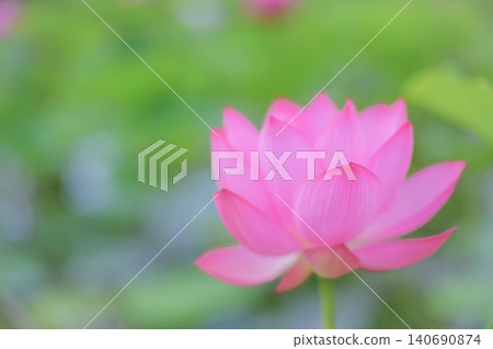 粉紅色的蓮花,柔和的夏日景象 粉紅色的蓮花,柔和的夏日景象 140690874