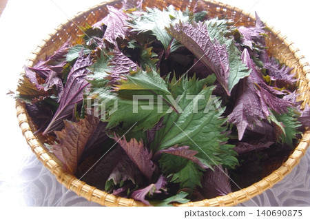 Kaori ura shiso (fragrant shiso, perilla) 140690875
