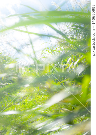 一條小徑兩旁長滿夏草,在微風中搖曳-奧大泉 一條小徑兩旁長滿夏草,在微風中搖曳-奧大泉 140690995