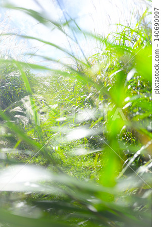 A path lined with summer grass swaying in the gentle breeze - Okudaisen A path lined with summer grass swaying in the gentle breeze - Okudaisen 140690997