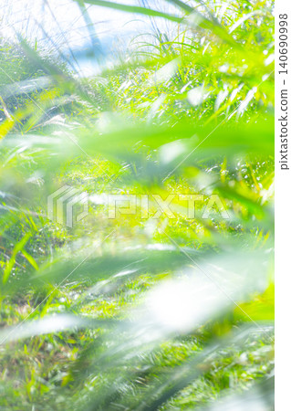 A path lined with summer grass swaying in the gentle breeze - Okudaisen A path lined with summer grass swaying in the gentle breeze - Okudaisen 140690998