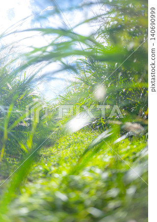 A path lined with summer grass swaying in the gentle breeze - Okudaisen 140690999