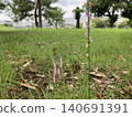 Spiranthes sinensis 140691391