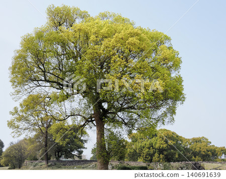 Camphor tree at Kumamoto Castle 140691639