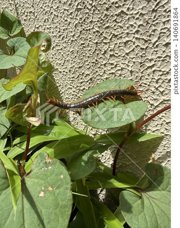 一隻蜈蚣棲息在魚腥草上。 140691864