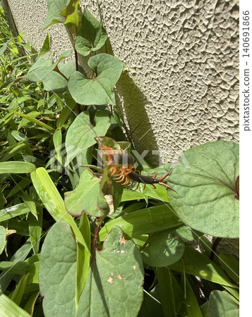 一隻蜈蚣棲息在魚腥草上。 一隻蜈蚣棲息在魚腥草上。 140691866