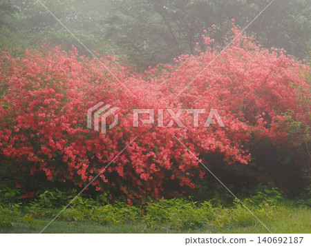 A heart-shaped azalea tree emerging from the mist (20260523152907) A heart-shaped azalea tree emerging from the mist (20260523152907) 140692187