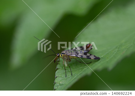 Scorpionfly resting on a green leaf Scorpionfly resting on a green leaf 140692224