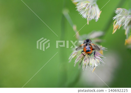 Close-up of a fly on a flower with green blurred background Close-up of a fly on a flower with green blurred background 140692225