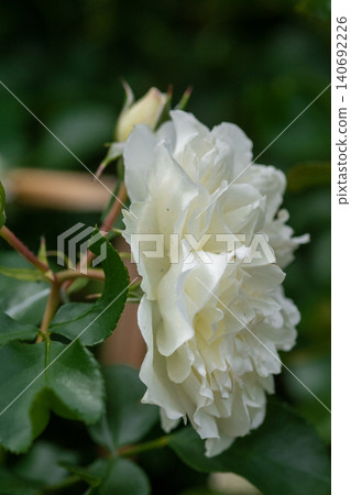 Close-up of a blooming white rose on a green background Close-up of a blooming white rose on a green background 140692226