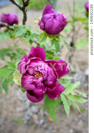 Botanical flowers Botanical flowers 140692280