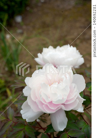 Botanical flowers Botanical flowers 140692281