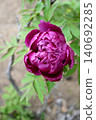 Botanical flowers 140692285