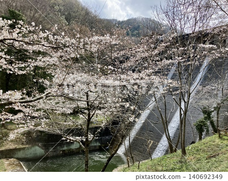 Cherry blossoms and Mase Dam Cherry blossoms and Mase Dam 140692349