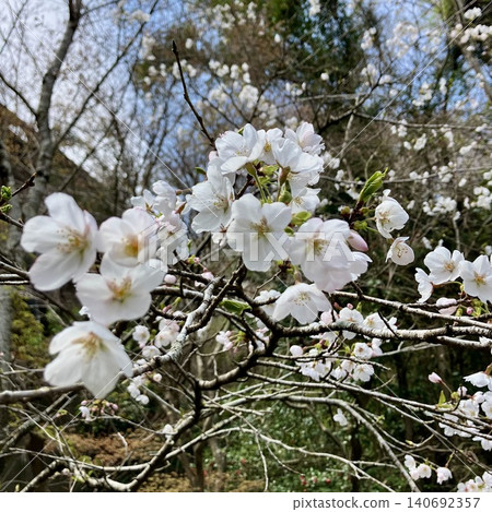 Yoshino cherry tree Yoshino cherry tree 140692357