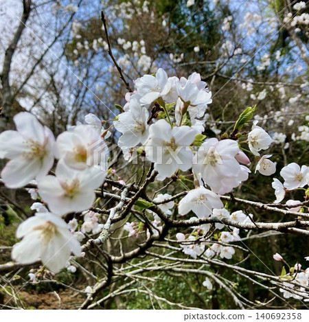 Cherry Blossoms Cherry Blossoms 140692358