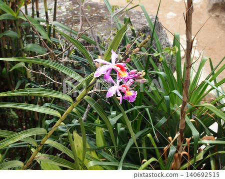 A beautiful orchid, *Sobralia dichotoma*, blooms within the grounds of the Machu Picchu ruins (Peru). A beautiful orchid, *Sobralia dichotoma*, blooms within the grounds of the Machu Picchu ruins (Peru). 140692515