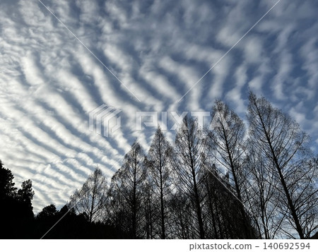 波浪狀的雲朵籠罩著兩旁長滿水杉樹的大道。 波浪狀的雲朵籠罩著兩旁長滿水杉樹的大道。 140692594