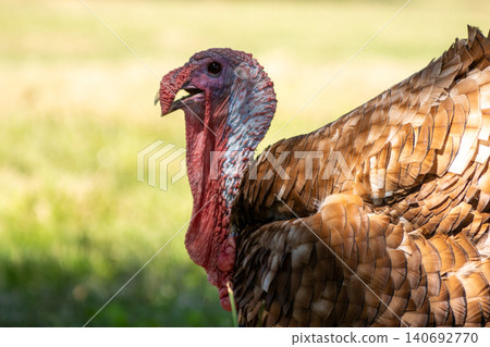 Turkey in the grass on the farm in a sunny summer morning 140692770