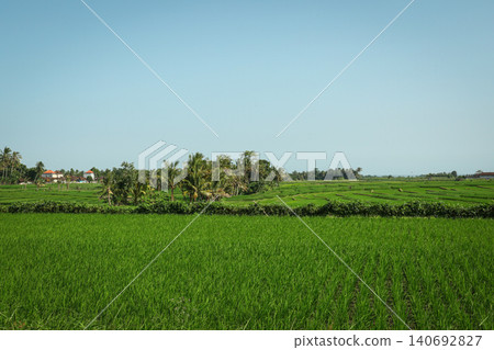 Rice fields fill the valley with palm trees and quiet homes Rice fields fill the valley with palm trees and quiet homes 140692827