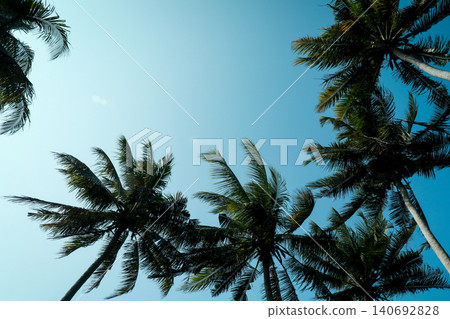 Palm trees reach towards the sky in Bali during sunny weather Palm trees reach towards the sky in Bali during sunny weather 140692828