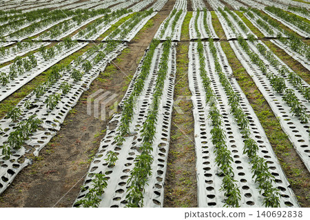 Rows of green plants grow under protective plastic on a farm Rows of green plants grow under protective plastic on a farm 140692838
