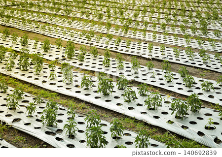 Green plants grow in neat rows on a farm in Bali Green plants grow in neat rows on a farm in Bali 140692839
