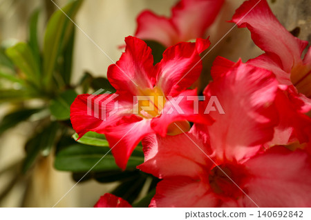 Flowers with red petals grow in a sunny environment in Bali Flowers with red petals grow in a sunny environment in Bali 140692842
