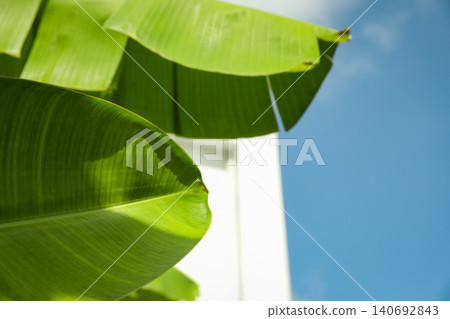 Green leaves stretch towards a blue sky in Balis tropical scene Green leaves stretch towards a blue sky in Balis tropical scene 140692843