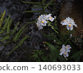 German irises blooming in the former Furukawa Garden 140693033