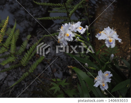 德國鳶尾花在原古川花園盛開。 德國鳶尾花在原古川花園盛開。 140693033