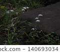 German irises blooming in the former Furukawa Garden 140693034