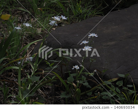 German irises blooming in the former Furukawa Garden German irises blooming in the former Furukawa Garden 140693034