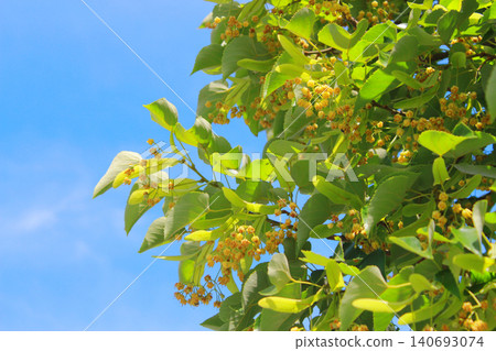 linden linden 140693074