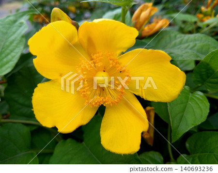 The vibrant yellow flowers of Hypericum patulum are striking. 140693236