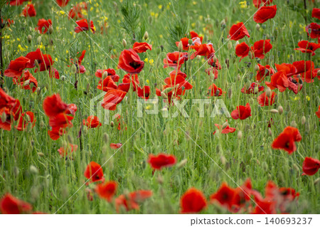 Red Poppies Blooming in a Green Meadow Red Poppies Blooming in a Green Meadow 140693237