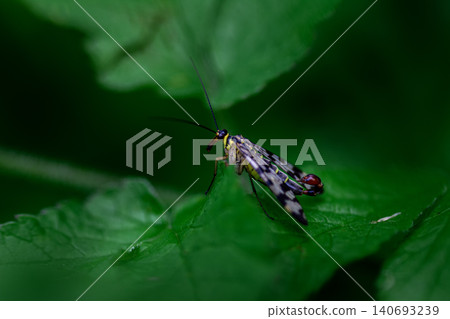 Macro Shot of a Scorpionfly Resting on a Leaf Macro Shot of a Scorpionfly Resting on a Leaf 140693239